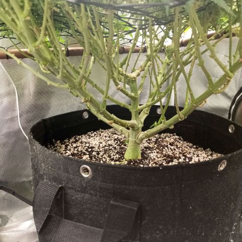 Moby Dick fotoperíodo BSF growlog timeline photo