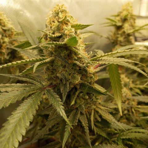 Moby Dick fotoperíodo BSF growlog timeline photo