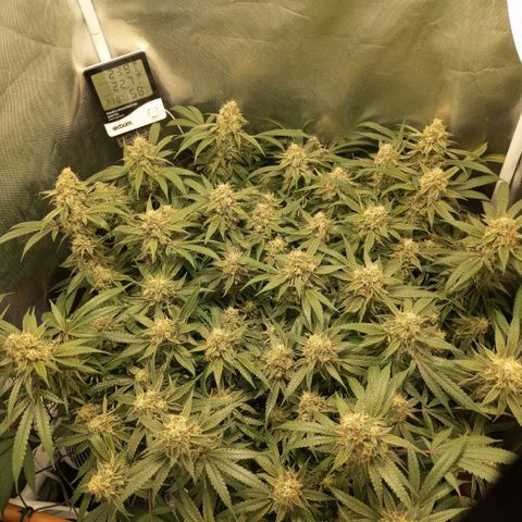 Moby Dick fotoperíodo BSF growlog timeline photo