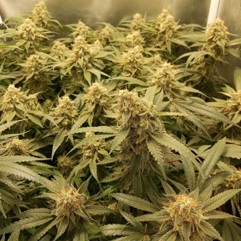 Moby Dick fotoperíodo BSF growlog timeline photo