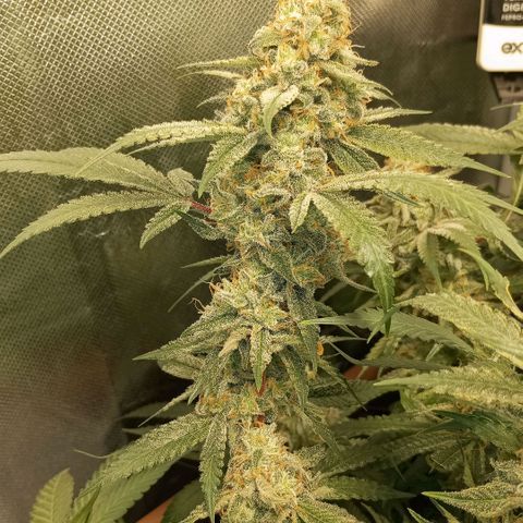 Moby Dick fotoperíodo BSF growlog timeline photo