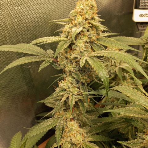 Moby Dick fotoperíodo BSF growlog timeline photo