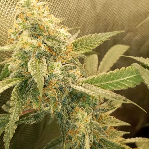 Moby Dick fotoperíodo BSF growlog timeline photo