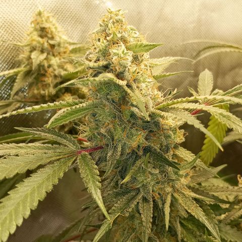 Moby Dick fotoperíodo BSF growlog timeline photo