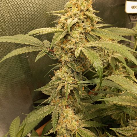Moby Dick fotoperíodo BSF growlog timeline photo