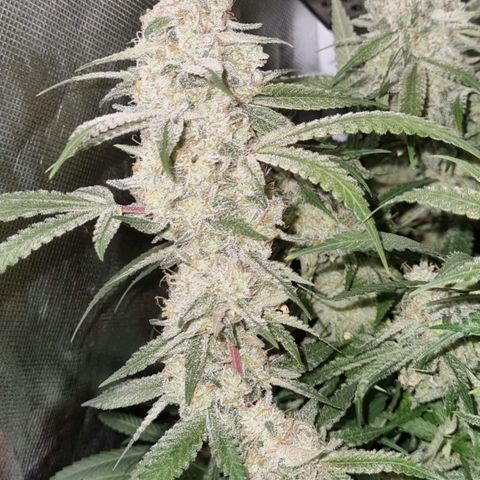 Moby Dick fotoperíodo BSF growlog timeline photo