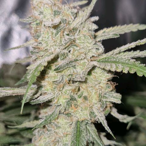 Moby Dick fotoperíodo BSF growlog timeline photo