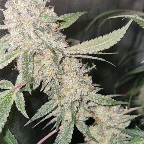 Moby Dick fotoperíodo BSF growlog timeline photo