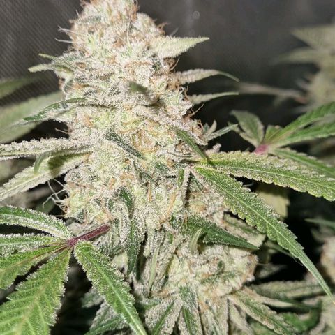 Moby Dick fotoperíodo BSF growlog timeline photo