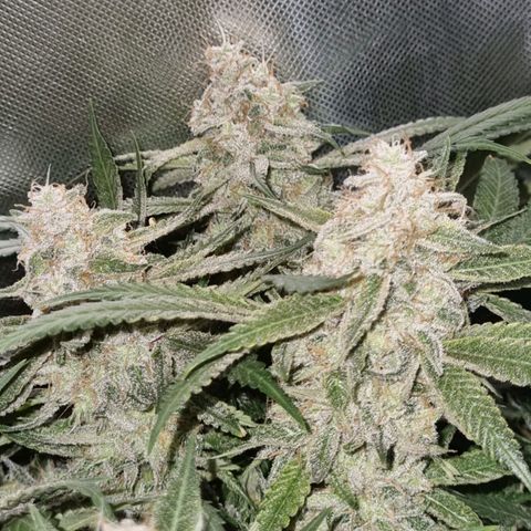 Moby Dick fotoperíodo BSF growlog timeline photo