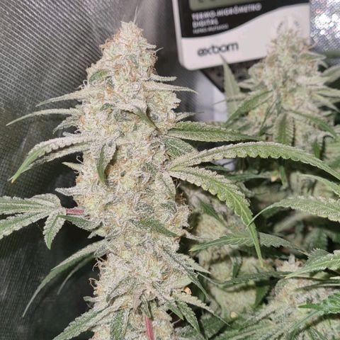 Moby Dick fotoperíodo BSF growlog timeline photo