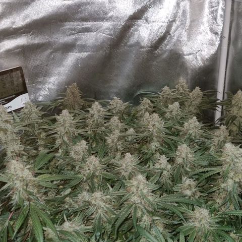 Moby Dick fotoperíodo BSF growlog timeline photo