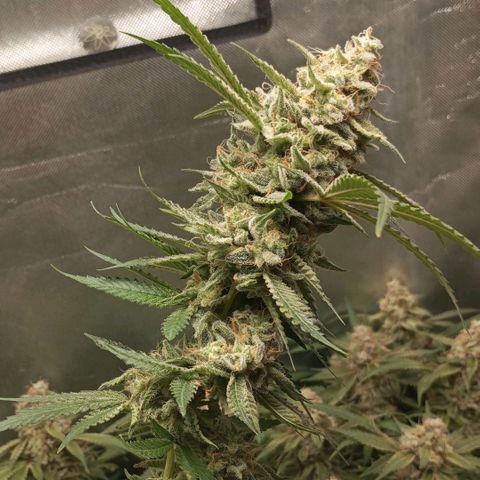 Moby Dick fotoperíodo BSF growlog timeline photo