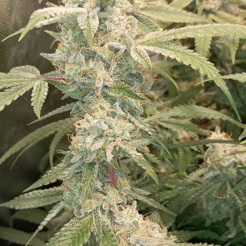Moby Dick fotoperíodo BSF growlog timeline photo