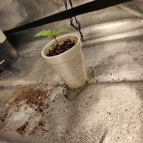 Spree growlog timeline photo