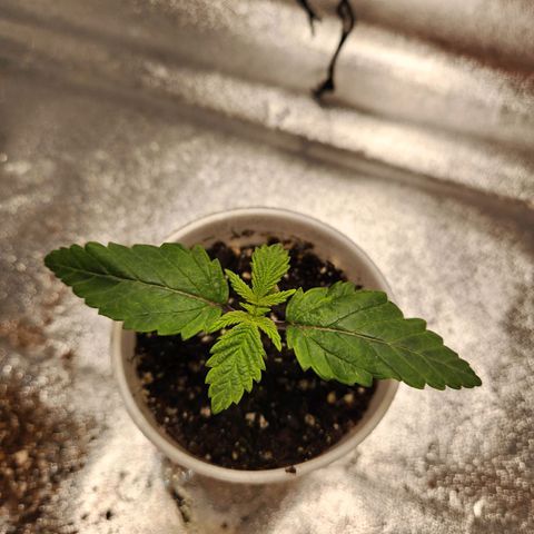 Spree growlog timeline photo