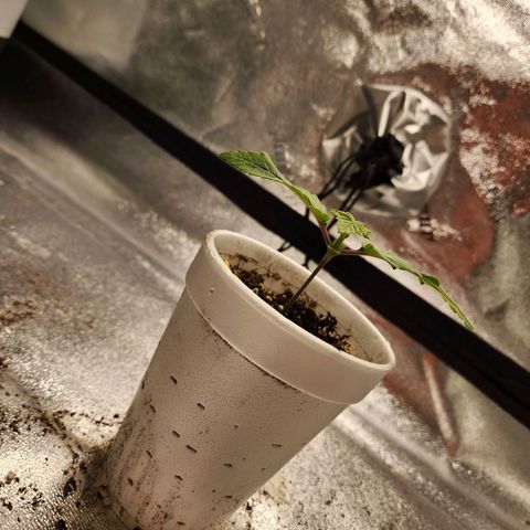 Spree growlog timeline photo