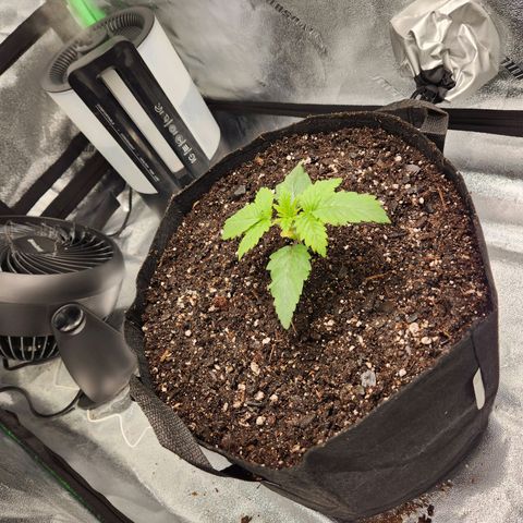 Spree growlog timeline photo