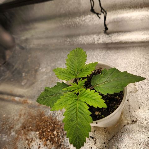 Spree growlog timeline photo