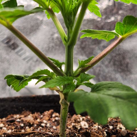 Spree growlog timeline photo