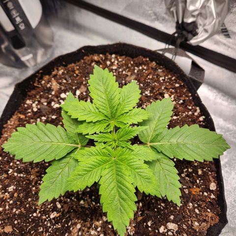Spree growlog timeline photo