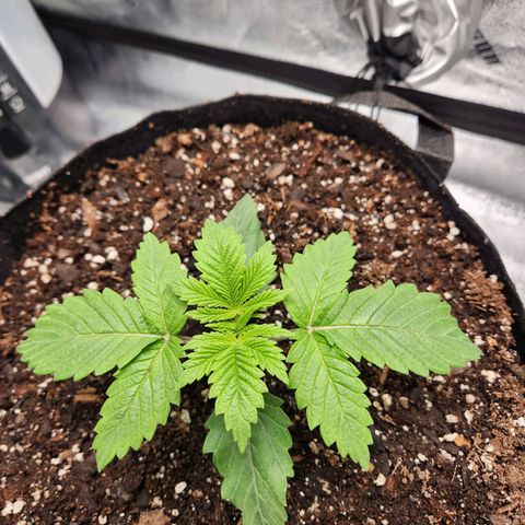 Spree growlog timeline photo