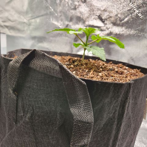 Spree growlog timeline photo