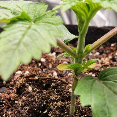 Spree growlog timeline photo