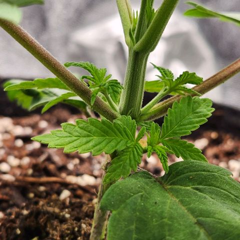 Spree growlog timeline photo