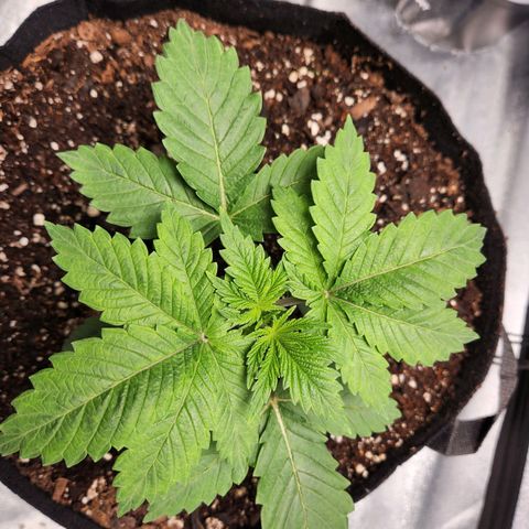 Spree growlog timeline photo
