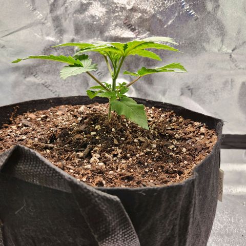Spree growlog timeline photo