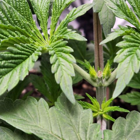 Spree growlog timeline photo