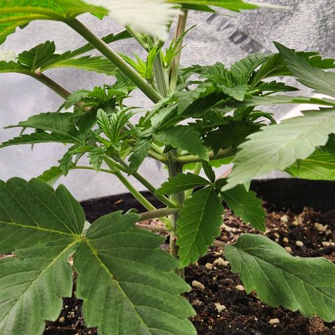 Spree growlog timeline photo