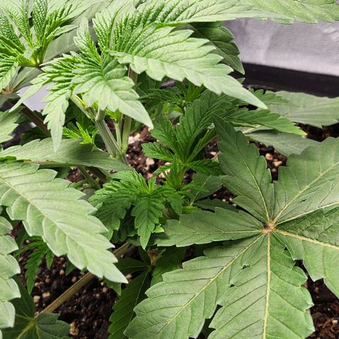 Spree growlog timeline photo