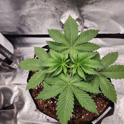 Spree growlog timeline photo