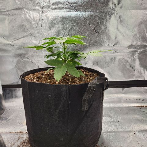 Spree growlog timeline photo