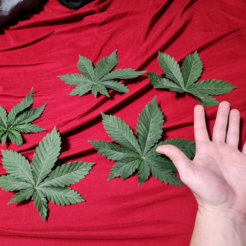 Spree growlog timeline photo