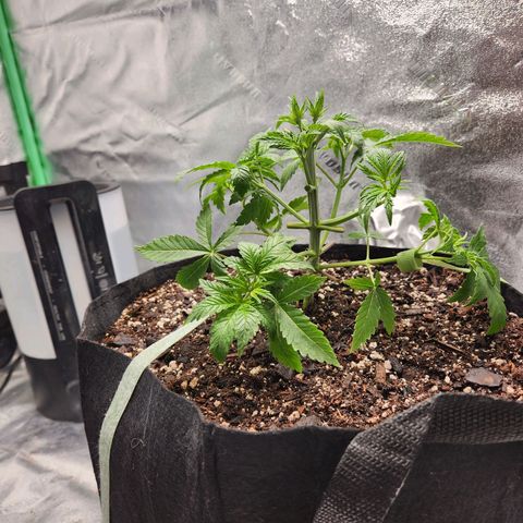 Spree growlog timeline photo