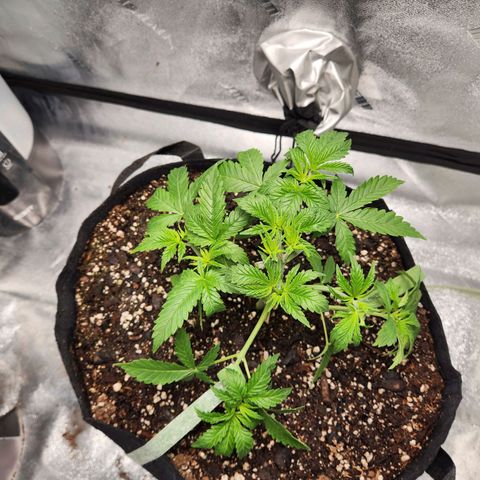 Spree growlog timeline photo