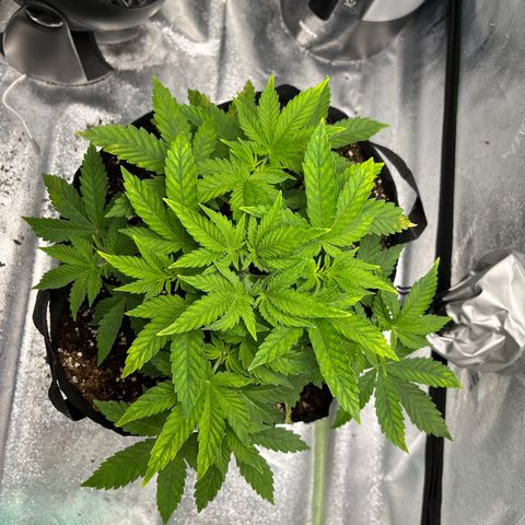 Spree growlog timeline photo