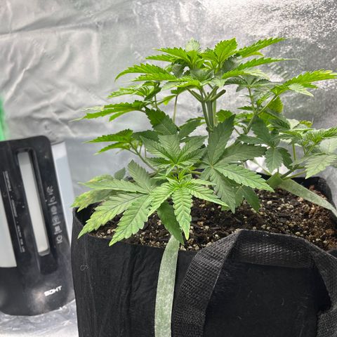 Spree growlog timeline photo