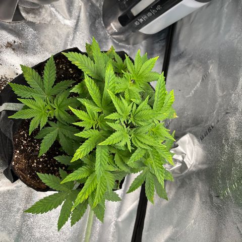 Spree growlog timeline photo