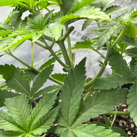 Spree growlog timeline photo