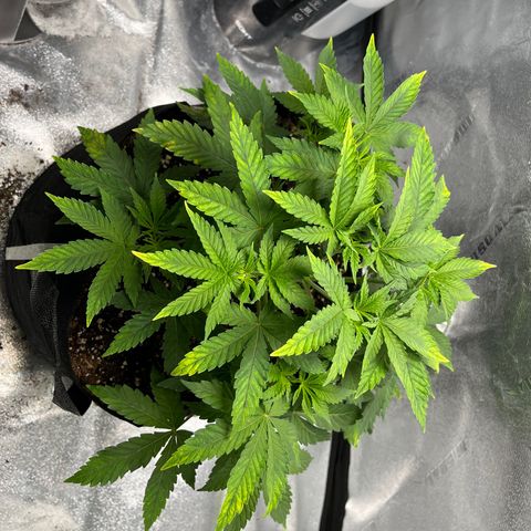 Spree growlog photo: Threw in egg shells to help supplement calcium until I get cal mag