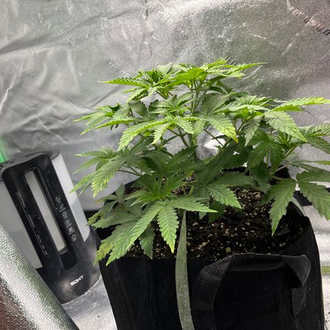 Spree growlog photo: Threw in egg shells to help supplement calcium until I get cal mag