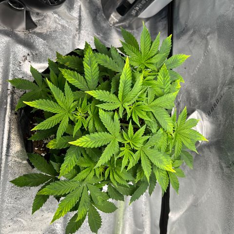 Spree growlog photo: Second round of topping and defoliating. 