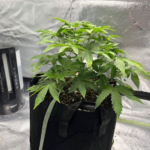 Spree growlog photo: Second round of topping and defoliating. 