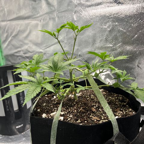 Spree growlog photo: Second round of topping and defoliating. 