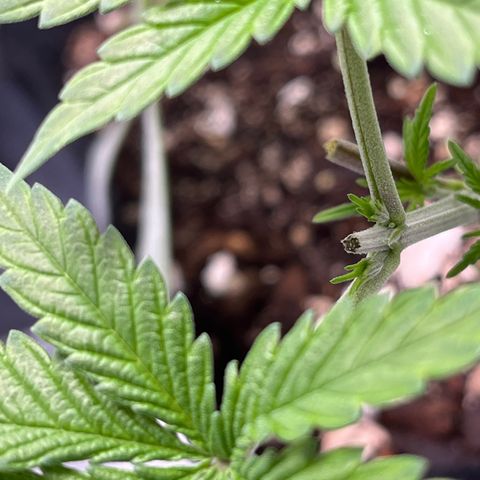 Spree growlog photo: Second round of topping and defoliating. 