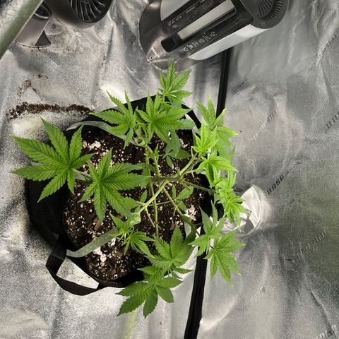 Spree growlog photo: Second round of topping and defoliating. 
